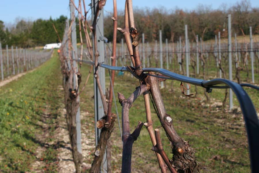 Câble chauffant VITICABLE installé sur des rangs de vigne pour protéger les exploitations viticoles contre le gel